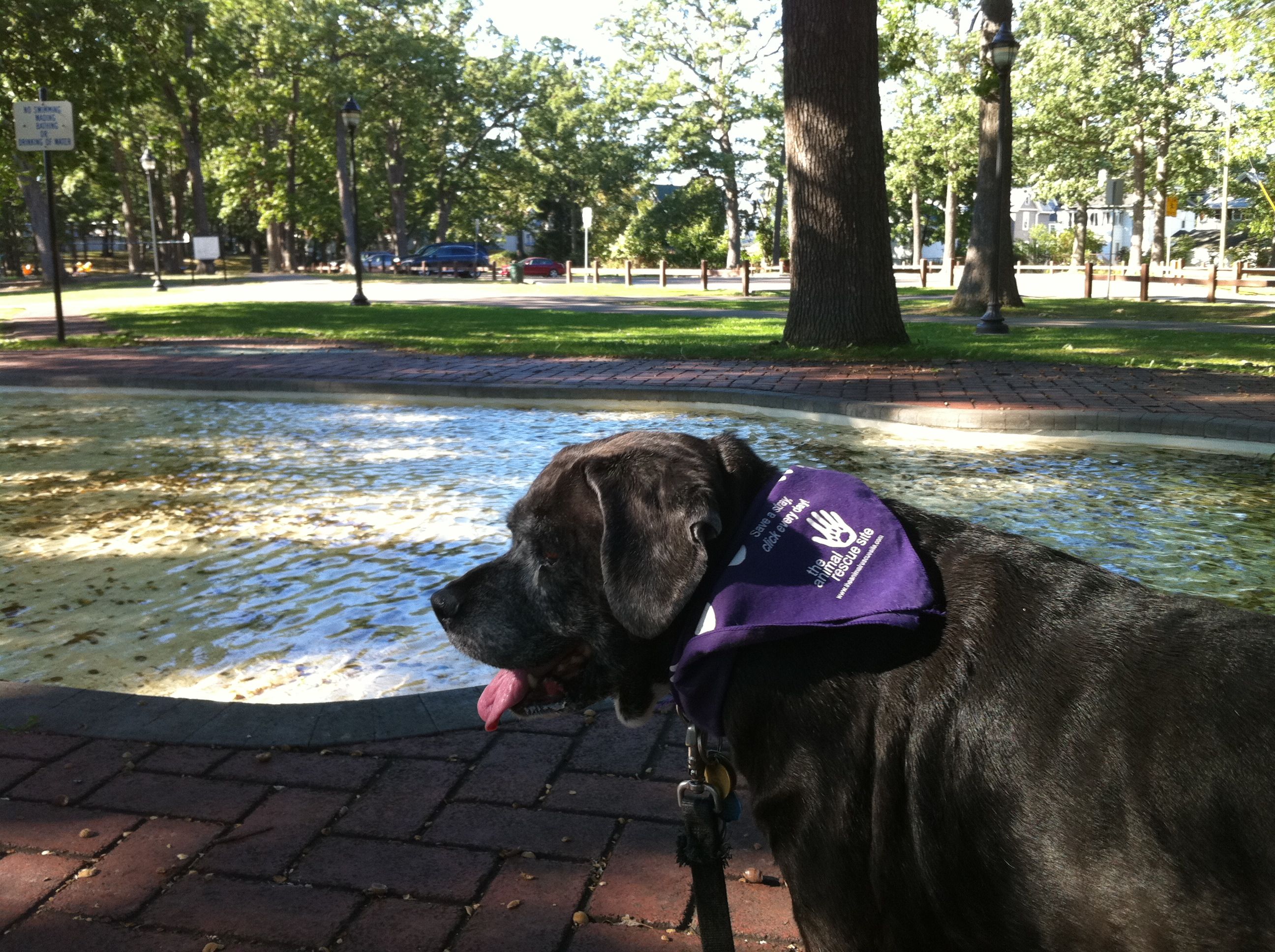 Our faithful hound Nikki