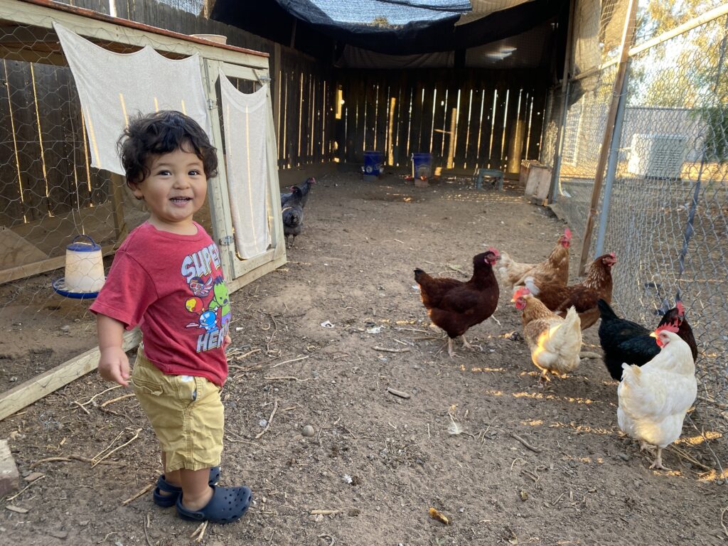An adorable toddler joyfully tends his faithful chickens